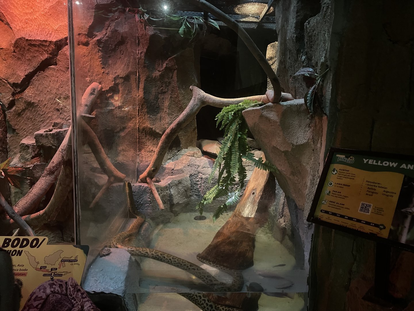 istana reptil - yellow anaconda exhibit