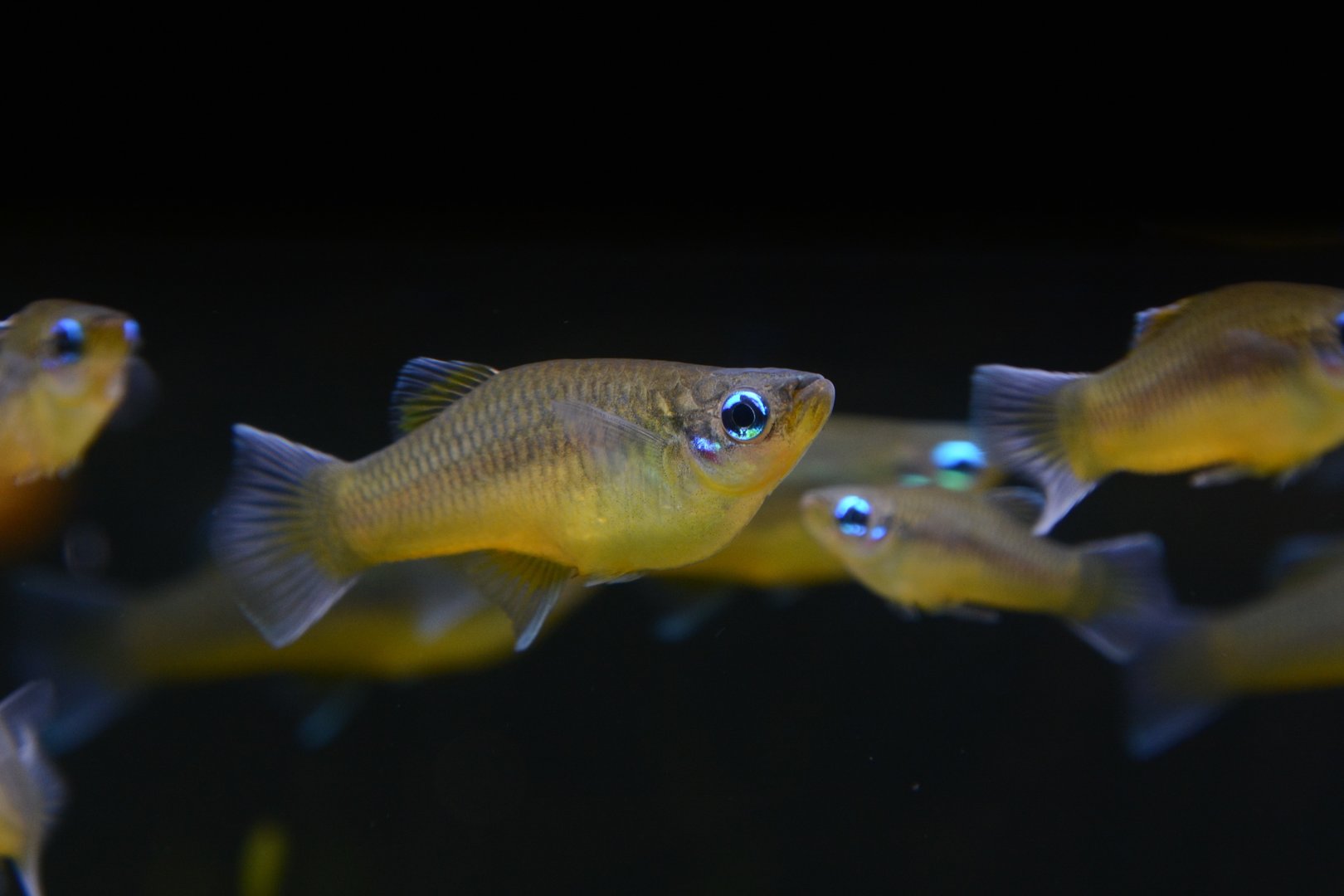 Isthmian priapella (Priapella intermedia)