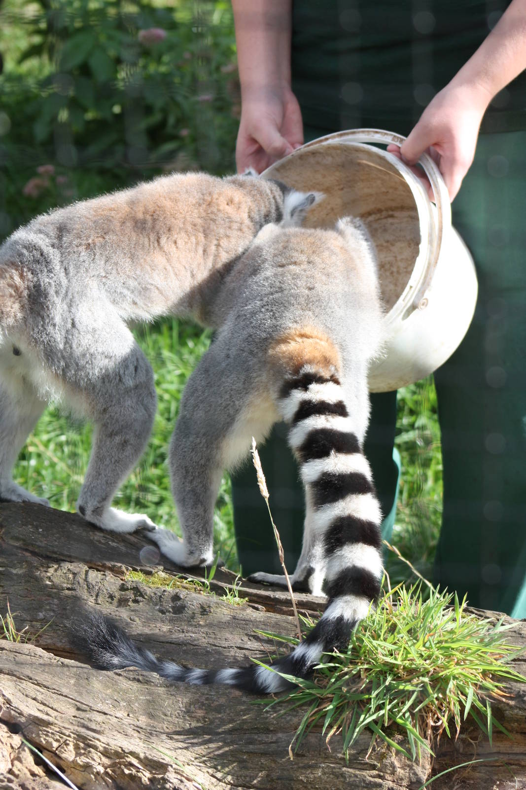 It is only for collecting the uneaten food, 30th August 2014