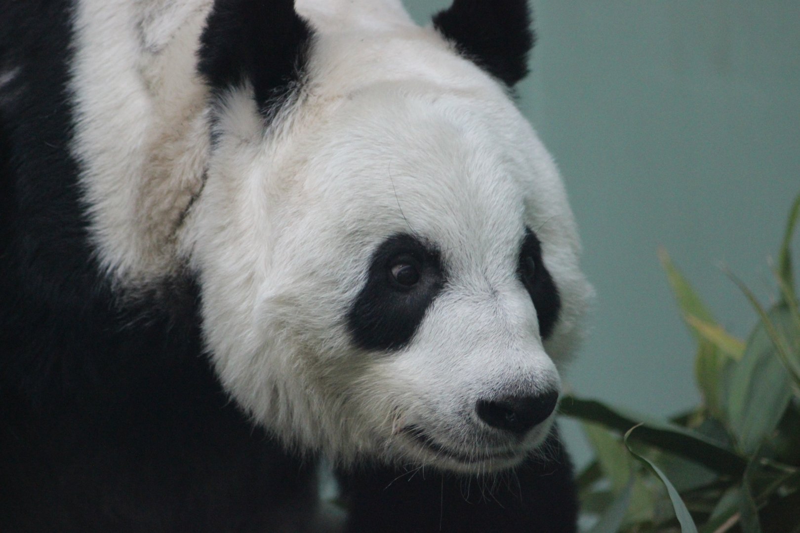 It may just be the OCD in me, but I really wanna pluck that rogue hair !