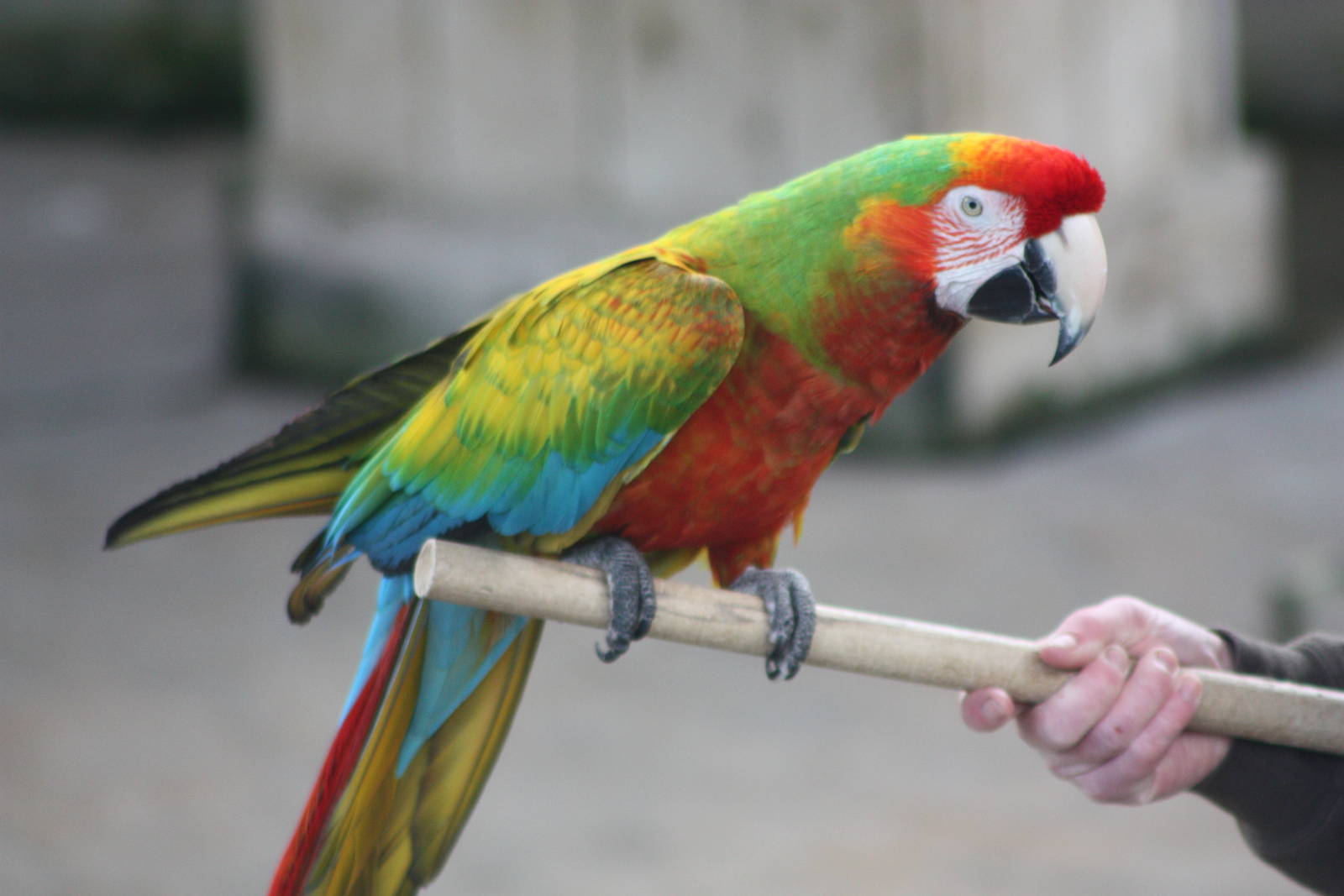 It must be time for another photograph of Olive, 6th May 2014