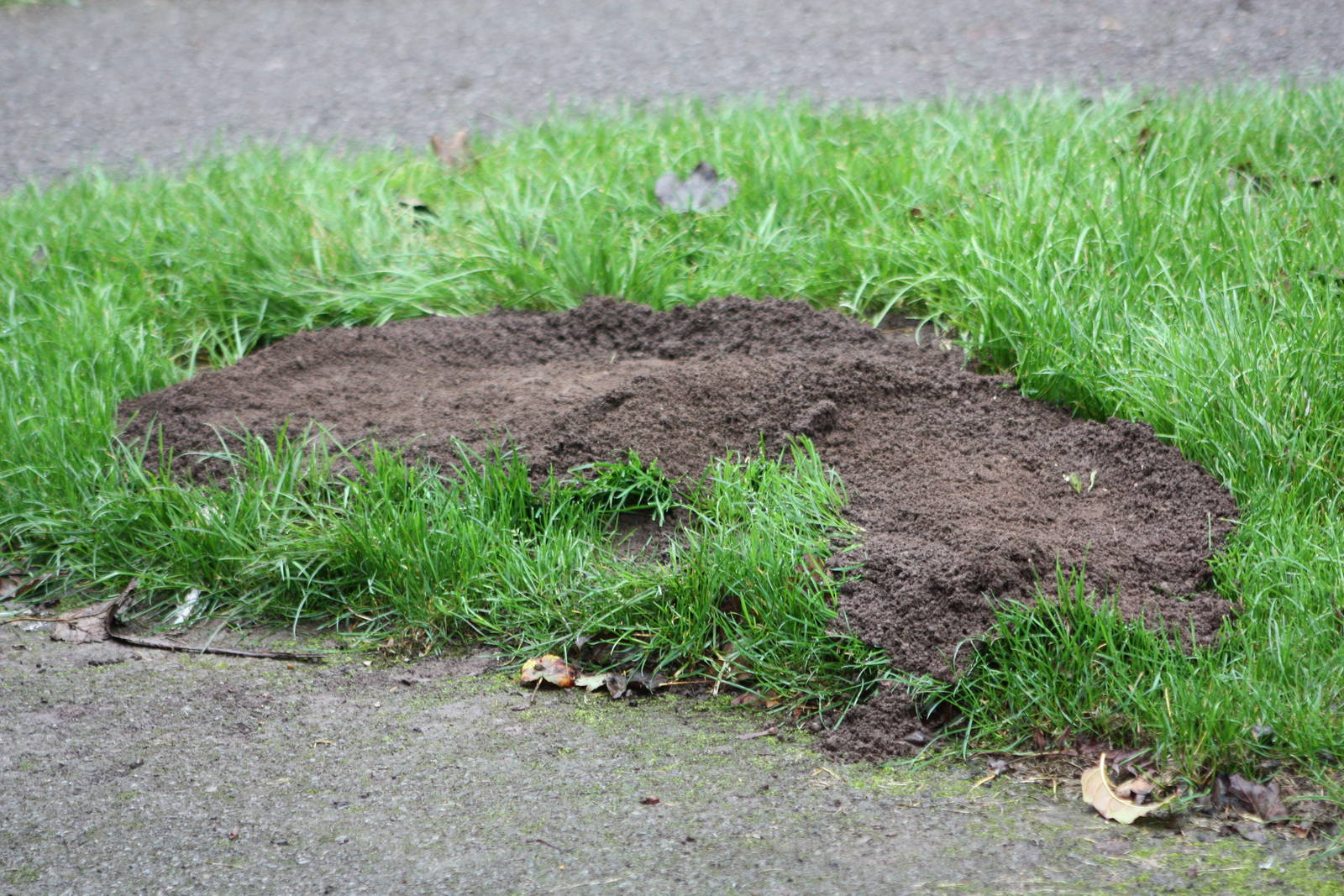 It must have been a very large mole, 4th October 2014