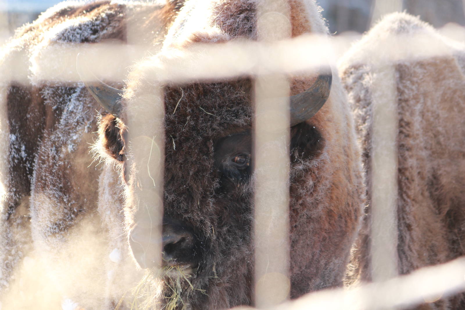 It´s cold in Avesta (photo Mikael Jansson)