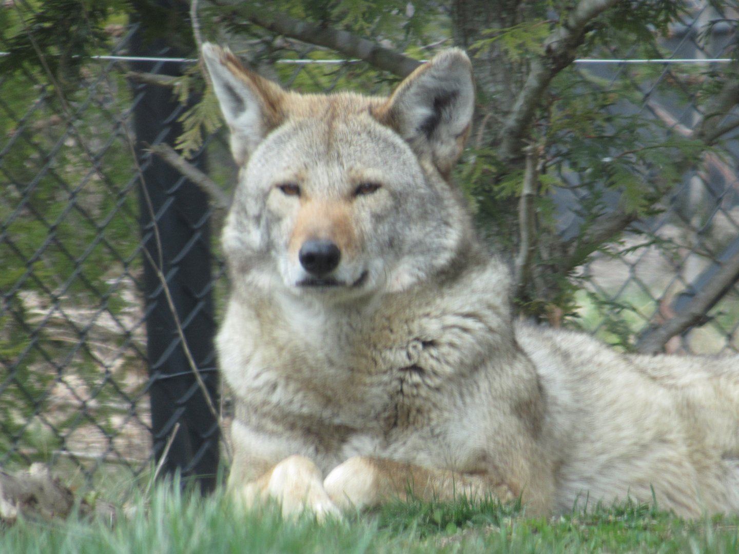 Itabi the Red Wolf in Grizzly Ridge