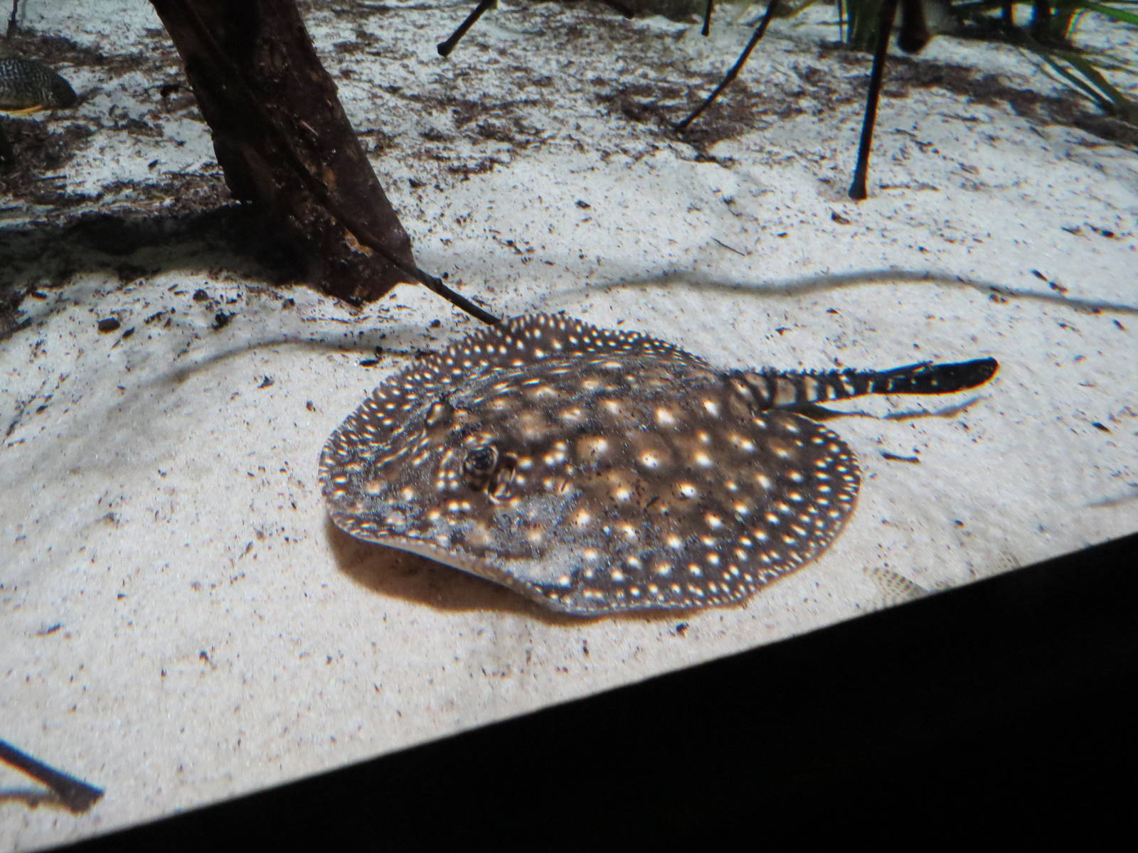 Itaituba stingray, June 2015.