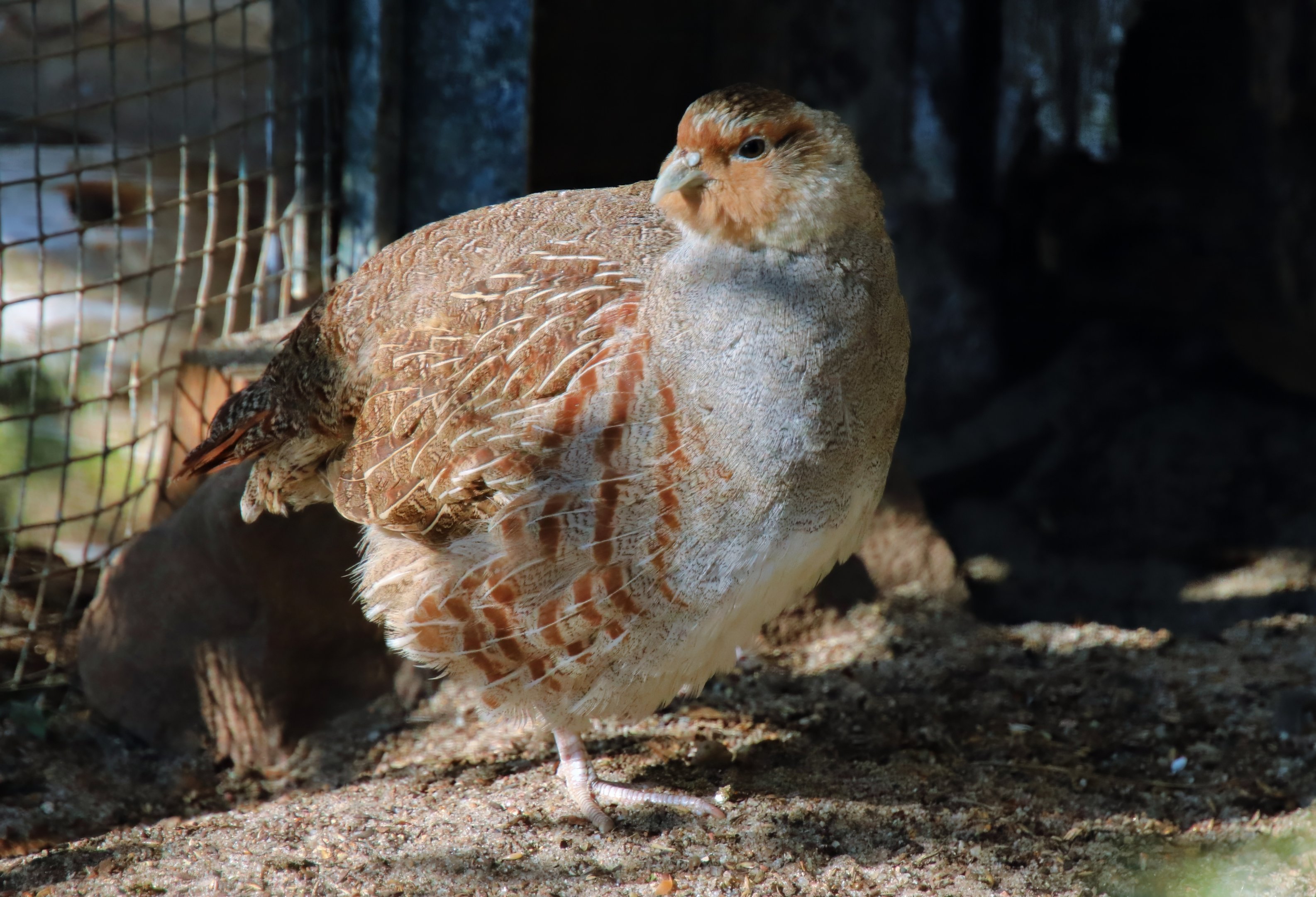Italian grey partridge (Perdix perdix italica)