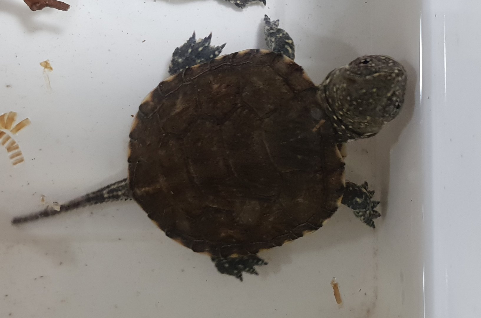 Italian pond turtle - Emys orbicularis galloitalica