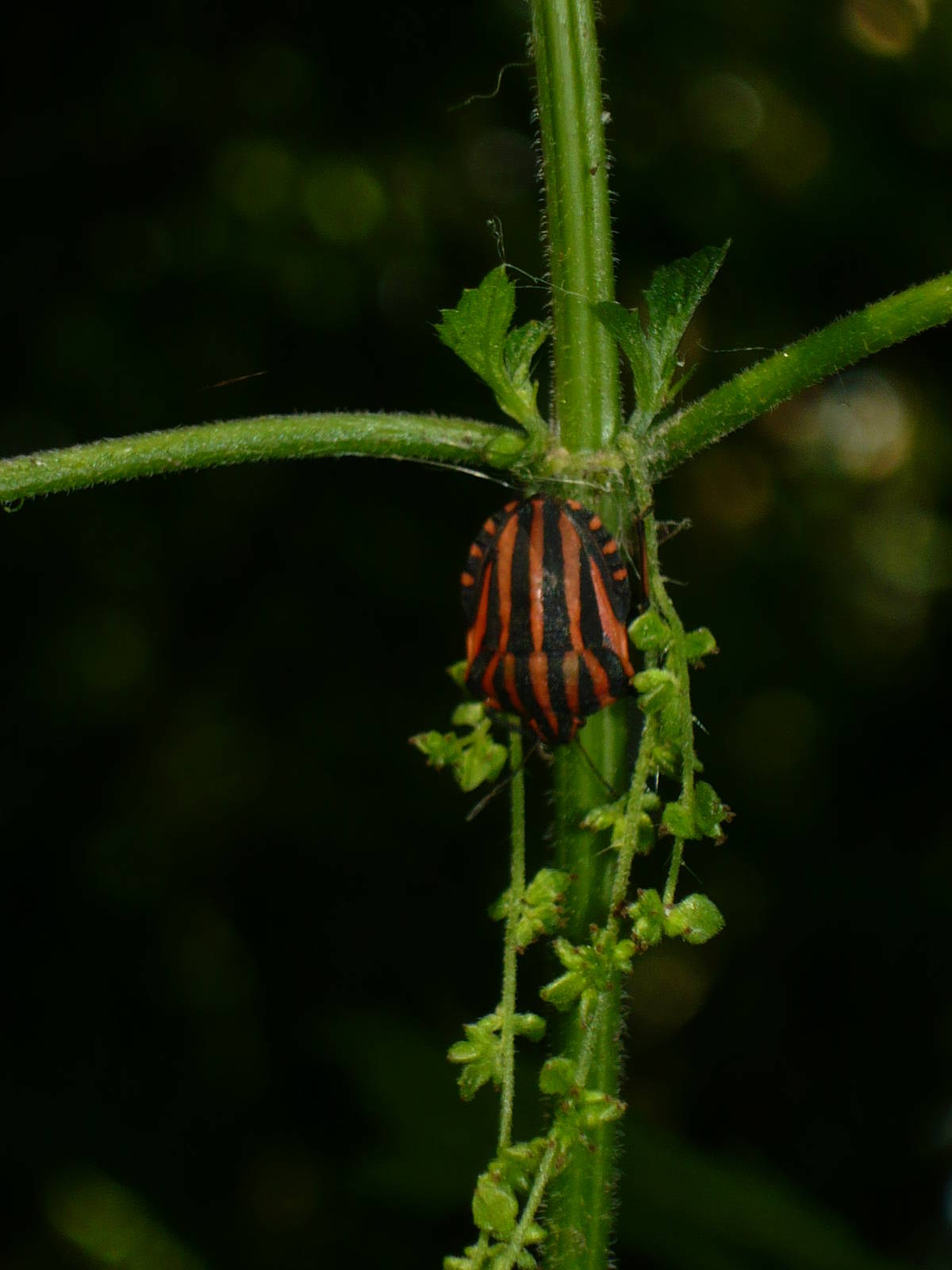 Italian striped-bug (Graphosoma lineatum)