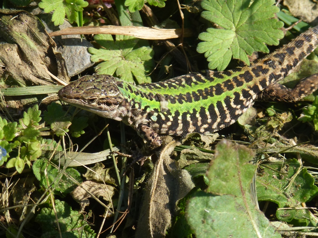Italian Wall Lizard 31.3.15