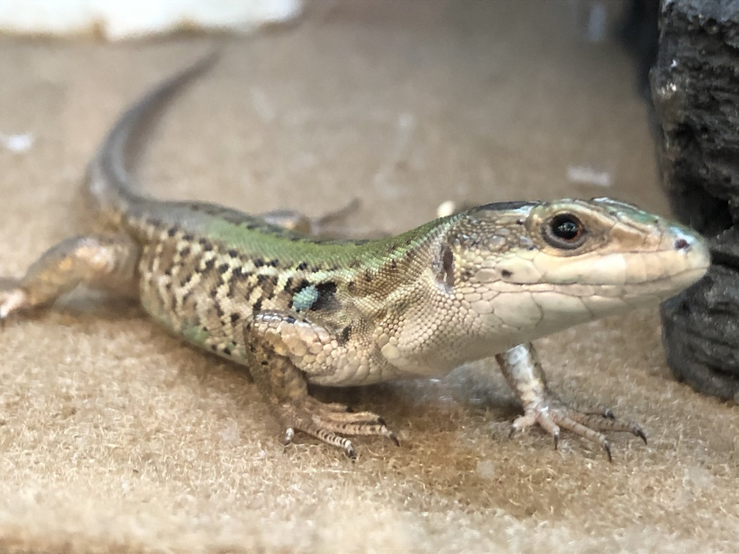 Italian wall lizard (Petco)
