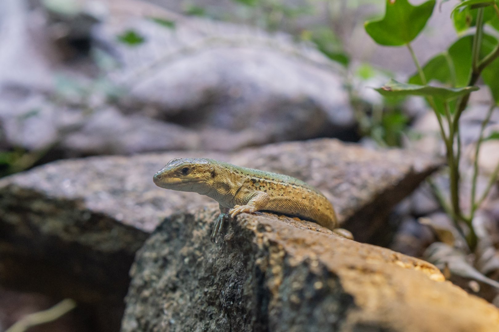 Italian wall lizard (Podarchis sicula)