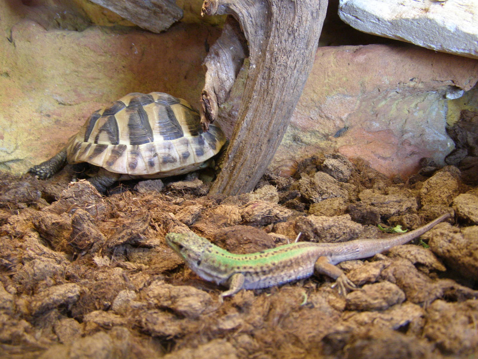Italian wall lizard (Podarcis sicula) & Hermann's tortoise (Testudo her