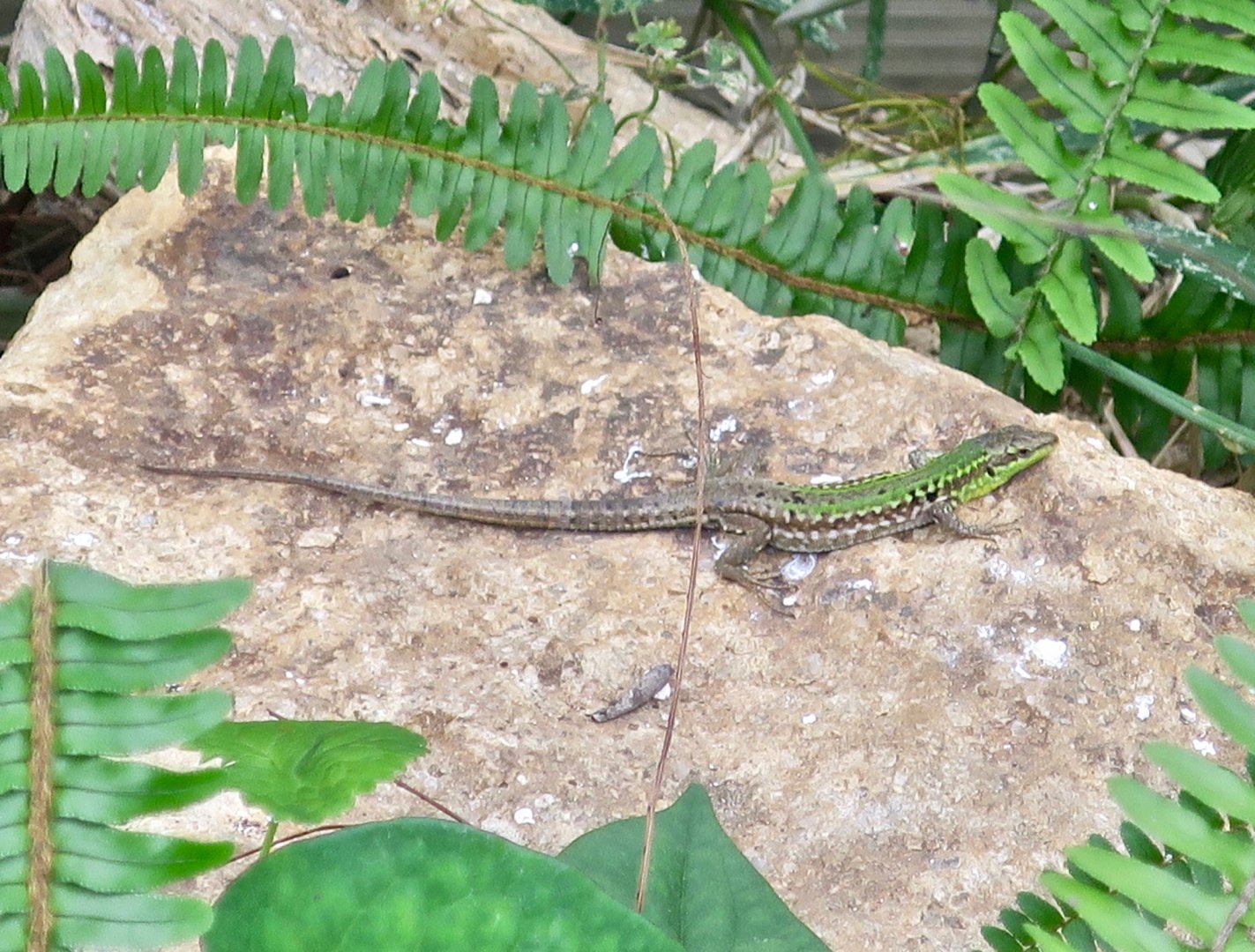 Italian Wall Lizard (Podarcis siculus campestris)