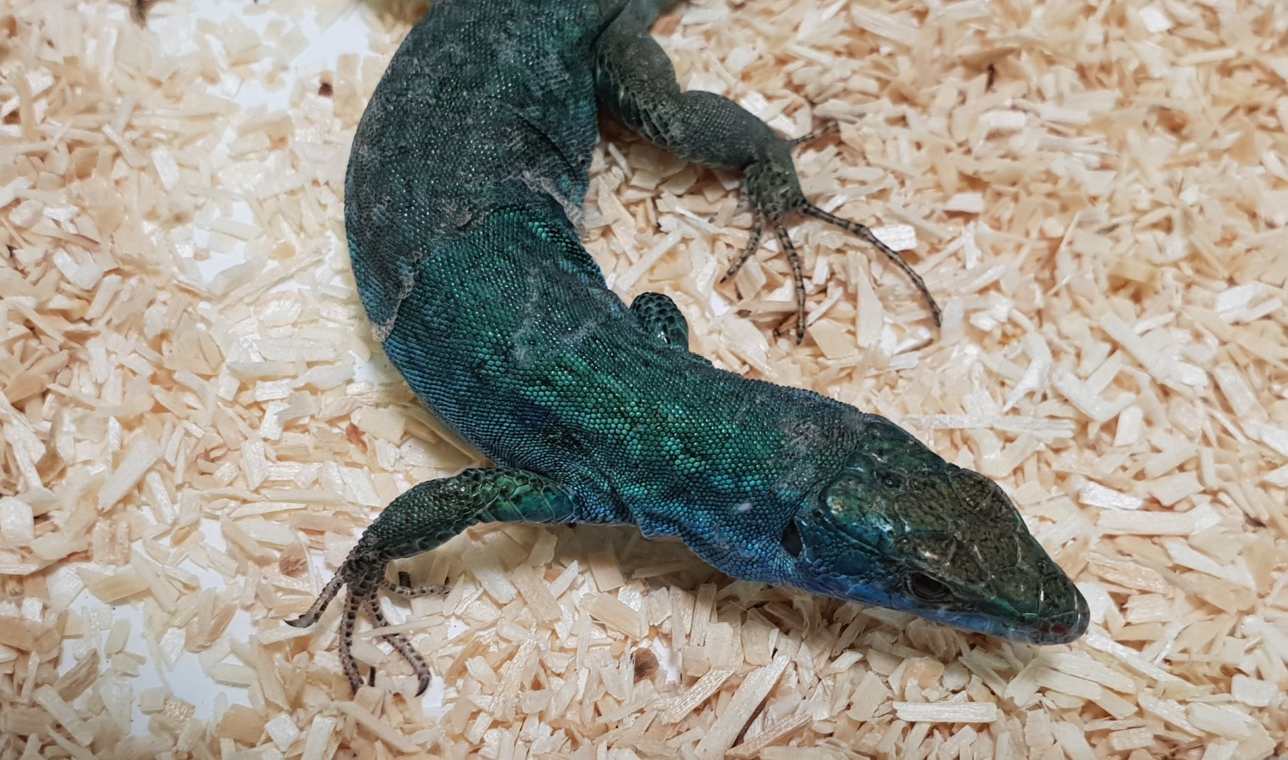 Italian wall lizard - Podarcis siculus klemmeri