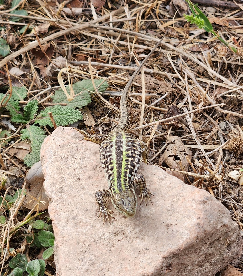 Italian Wall Lizard