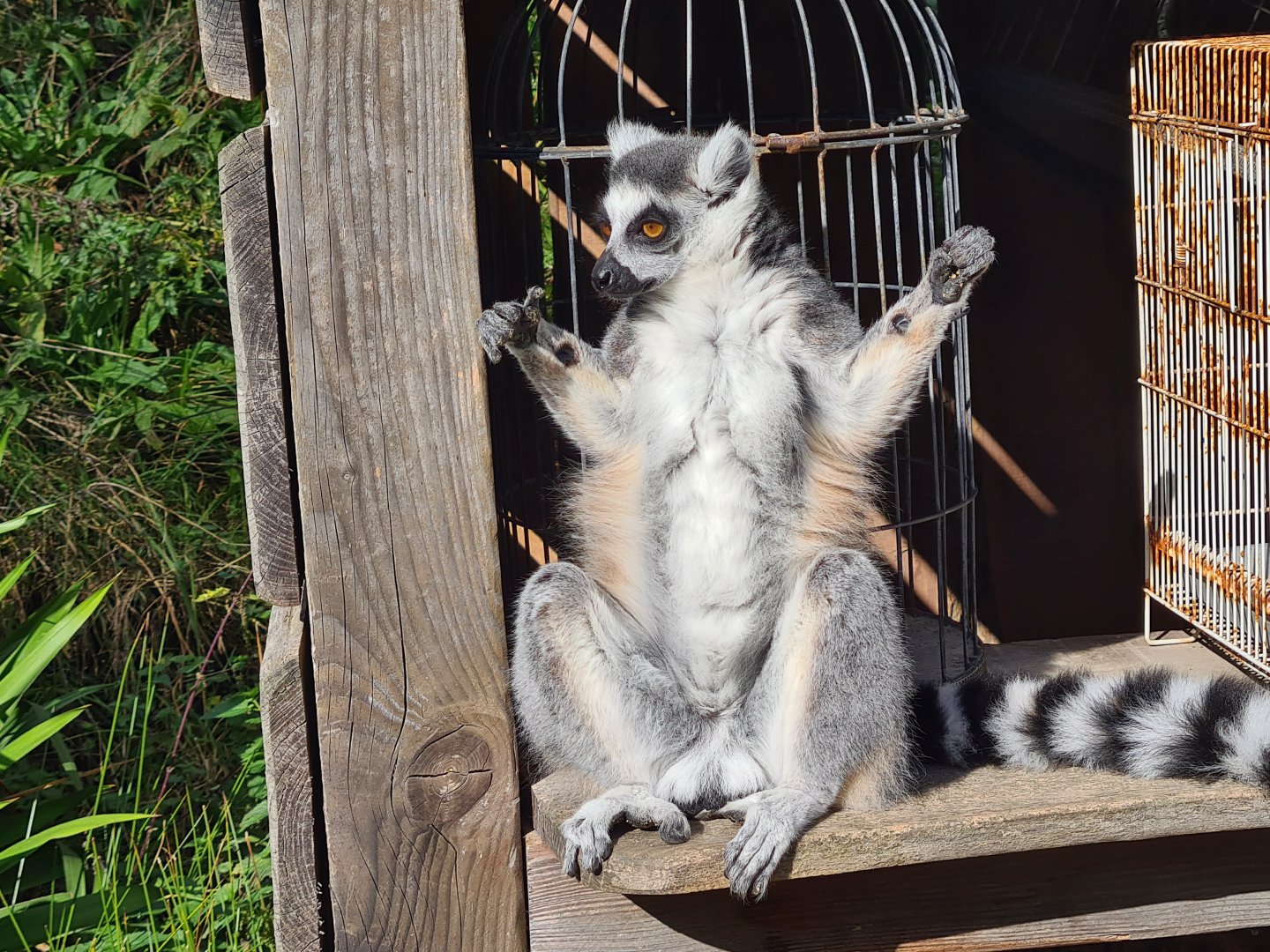 Itampalo - Ring-tailed lemur