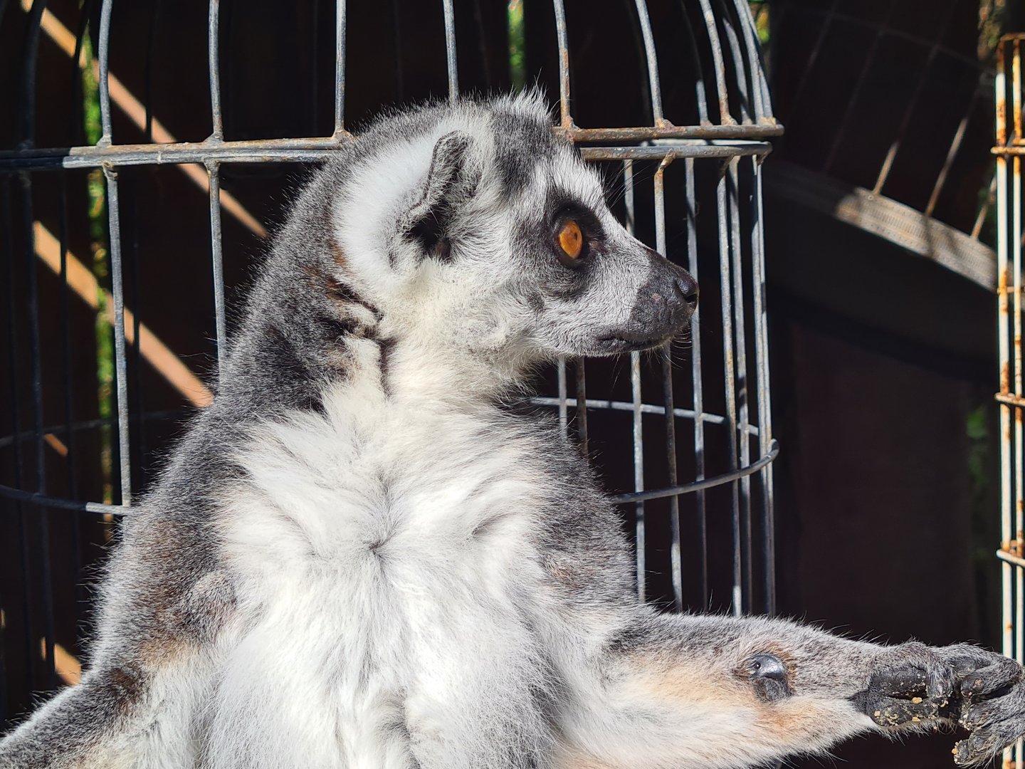 Itampalo - Ring-tailed lemur