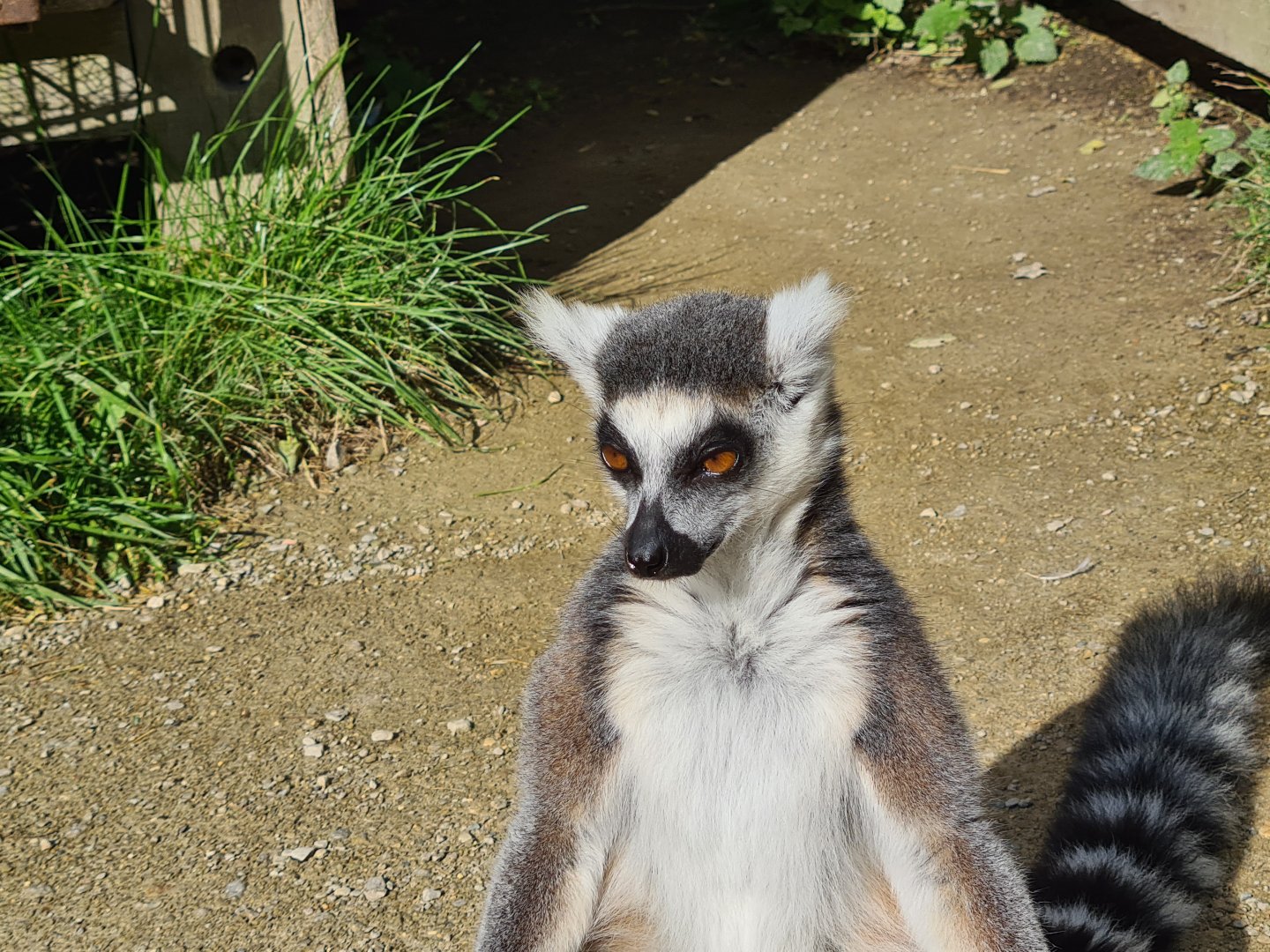 Itampalo - Ring-tailed lemur
