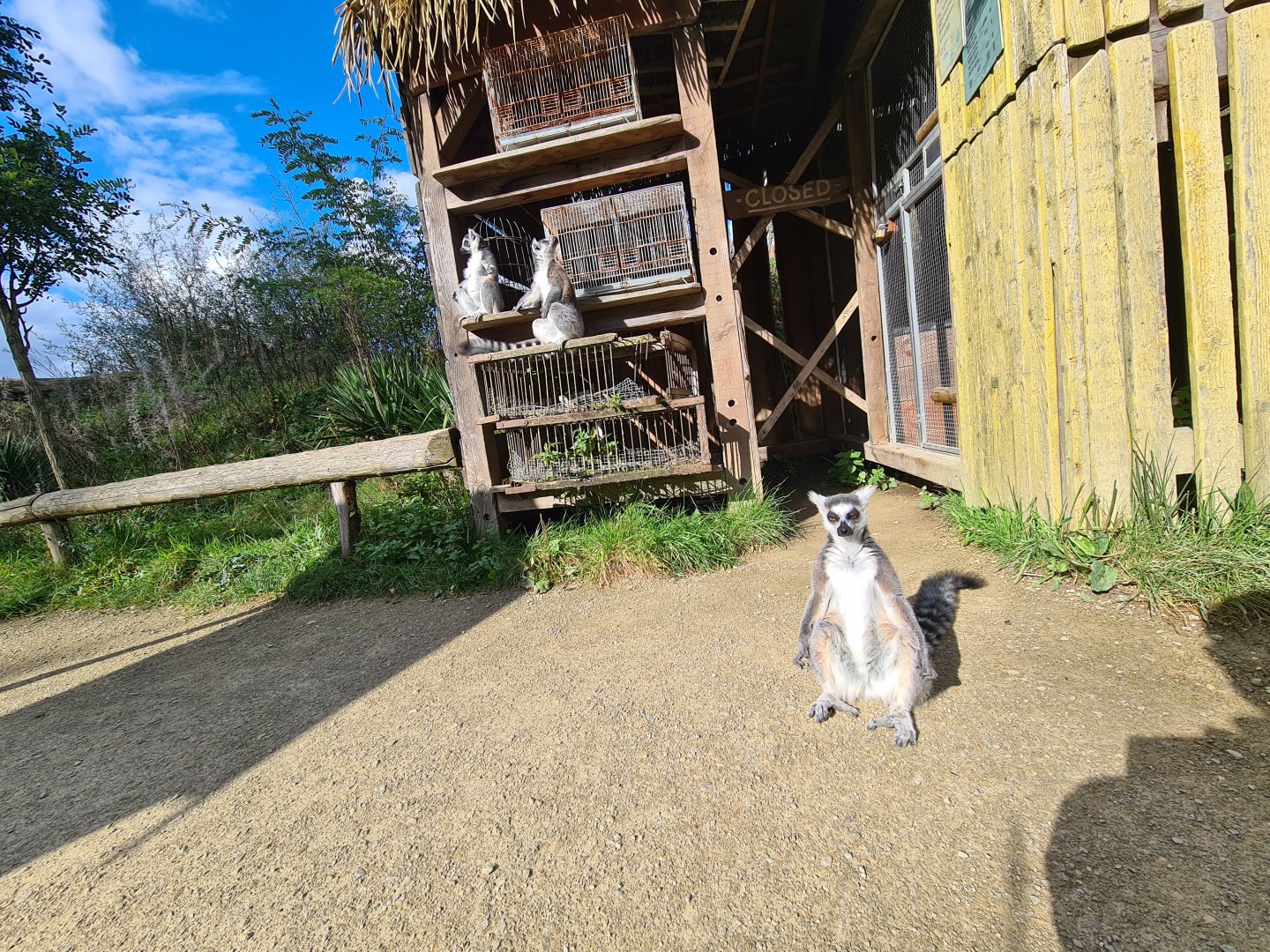 Itampalo - Ring-tailed lemurs sunbathing