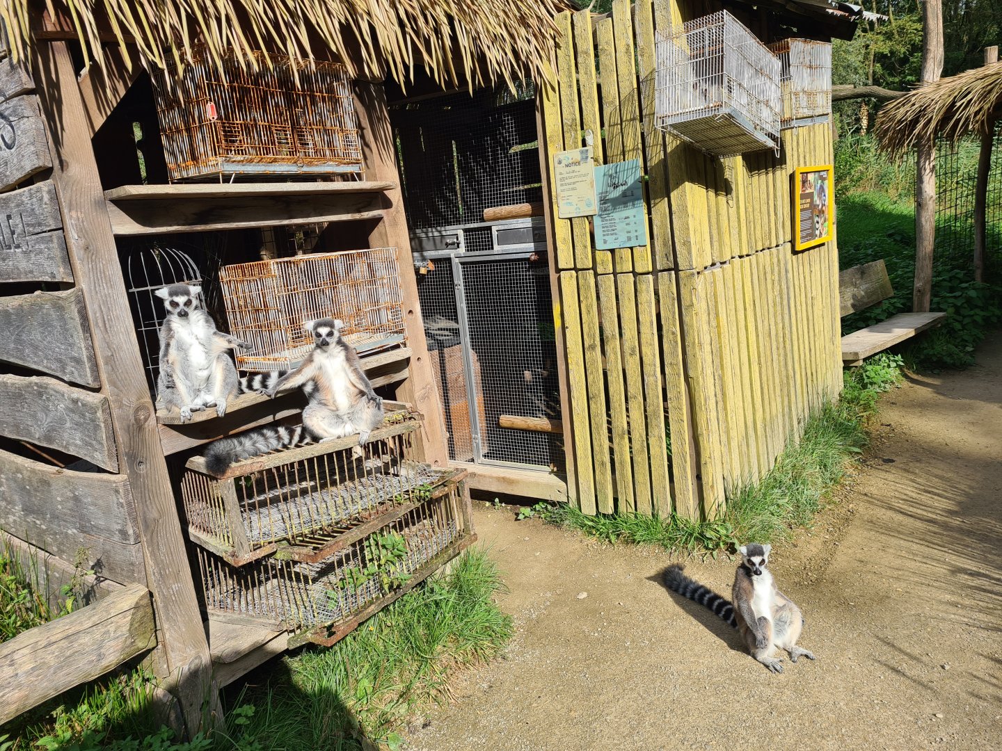 Itampalo - Ring-tailed lemurs sunbathing