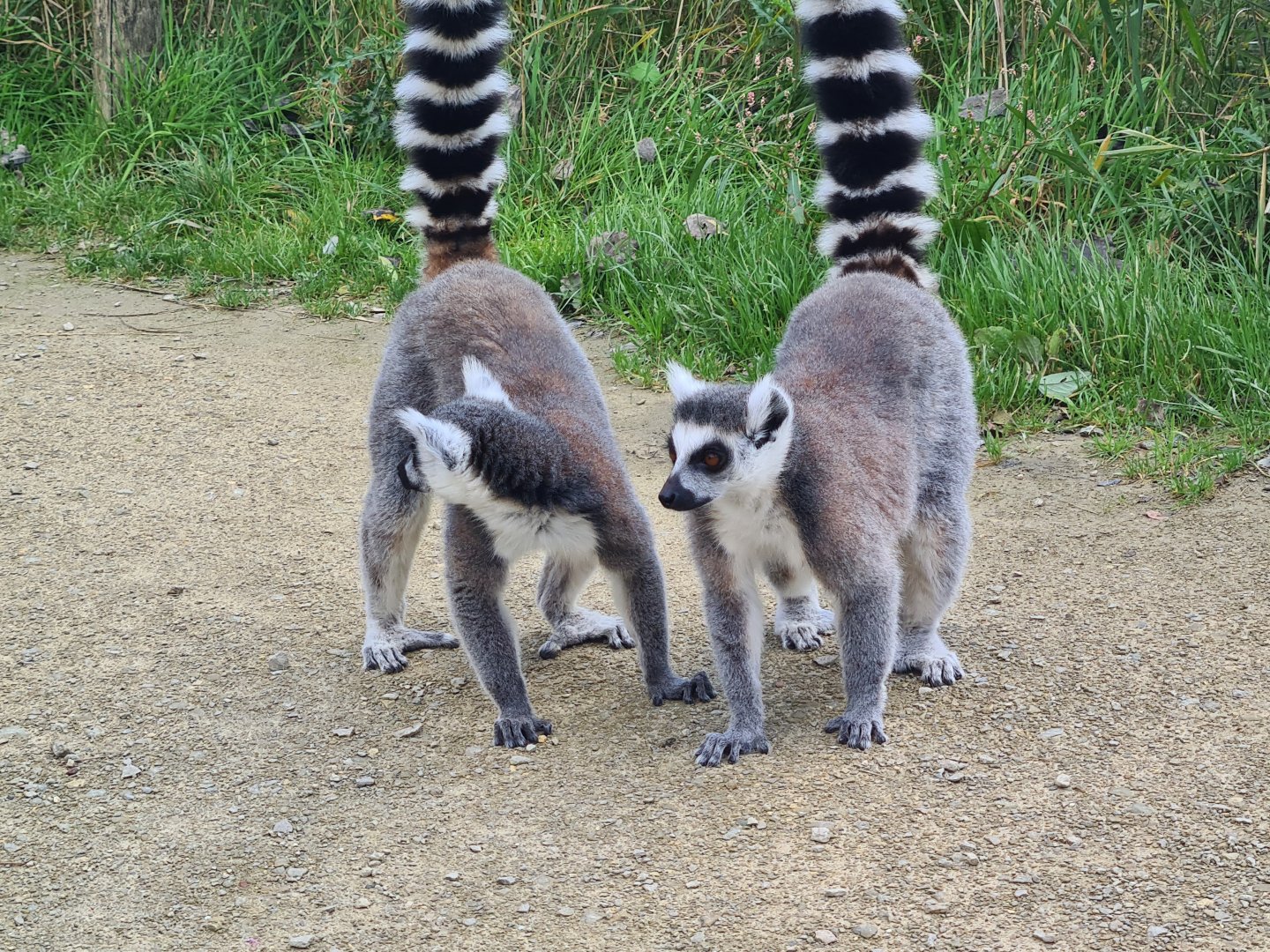 Itampalo - Ring-tailed lemurs