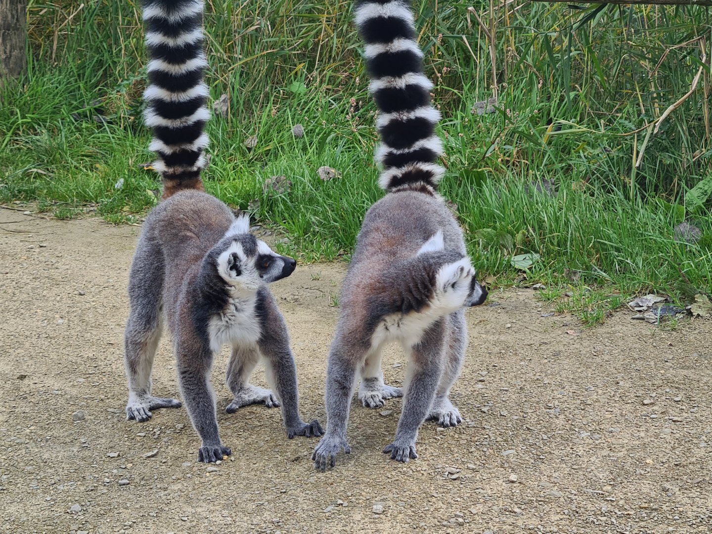 Itampalo - Ring-tailed lemurs