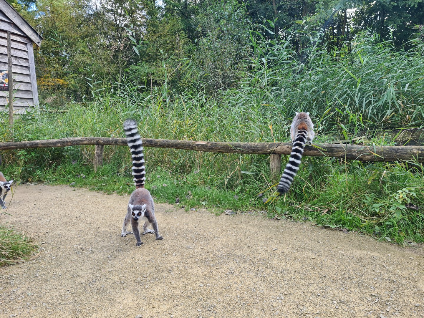 Itampalo - Ring-tailed lemurs