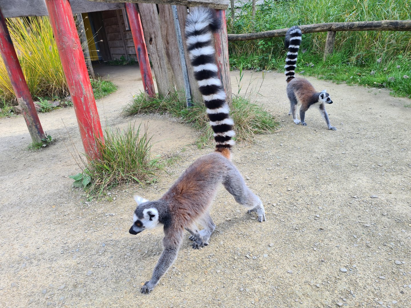 Itampalo - Ring-tailed lemurs