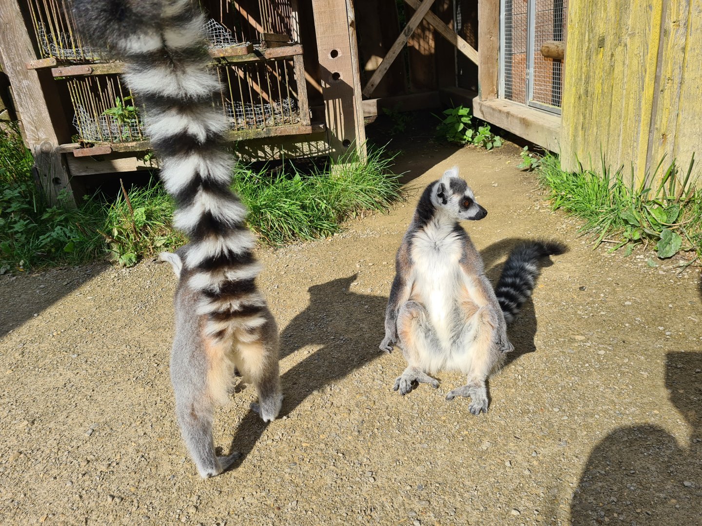 Itampalo - Ring-tailed lemurs