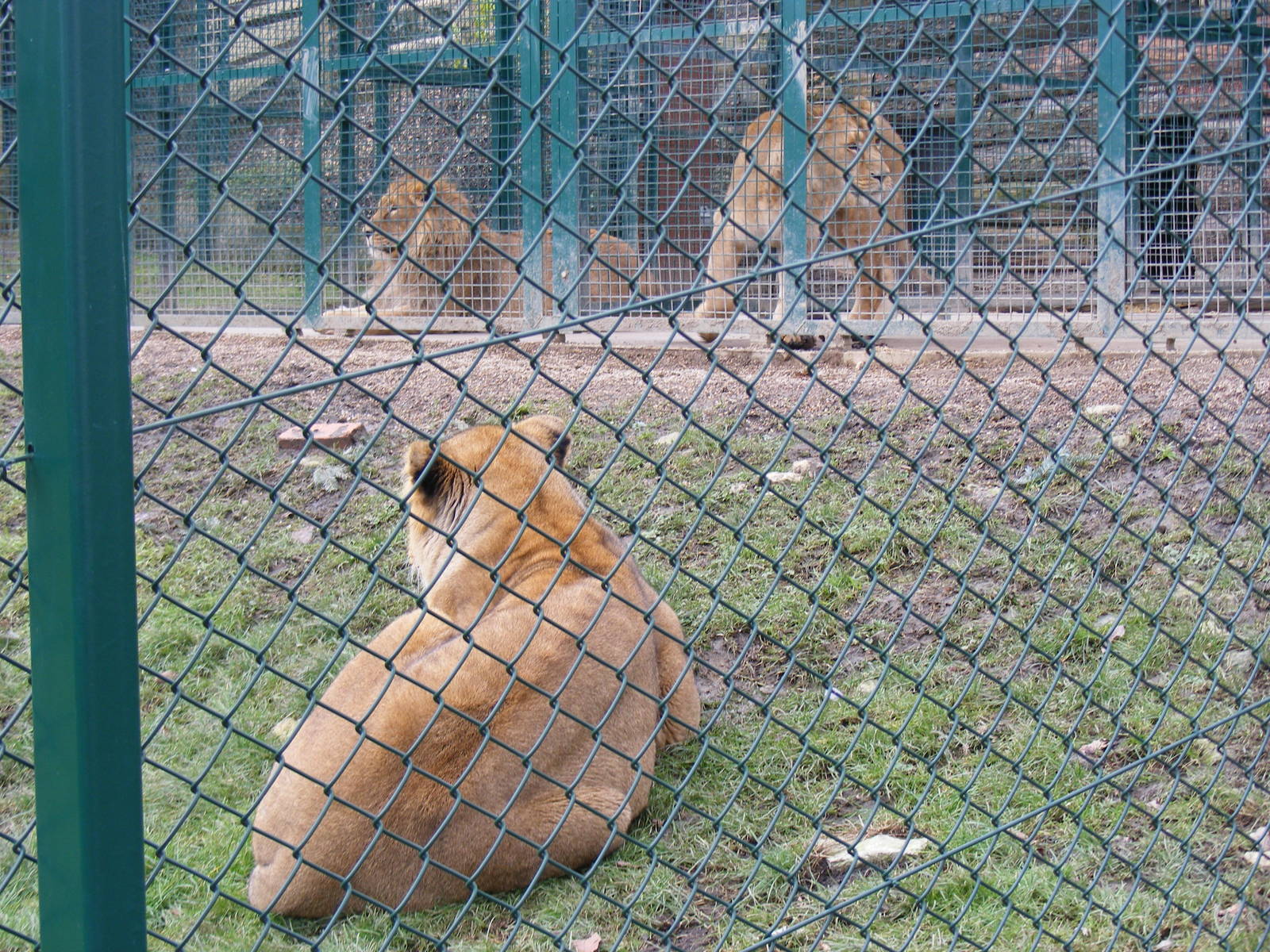 Itar, Asha and Kyra the Asiatic lions at Dudley Zoo, 12 February 2010