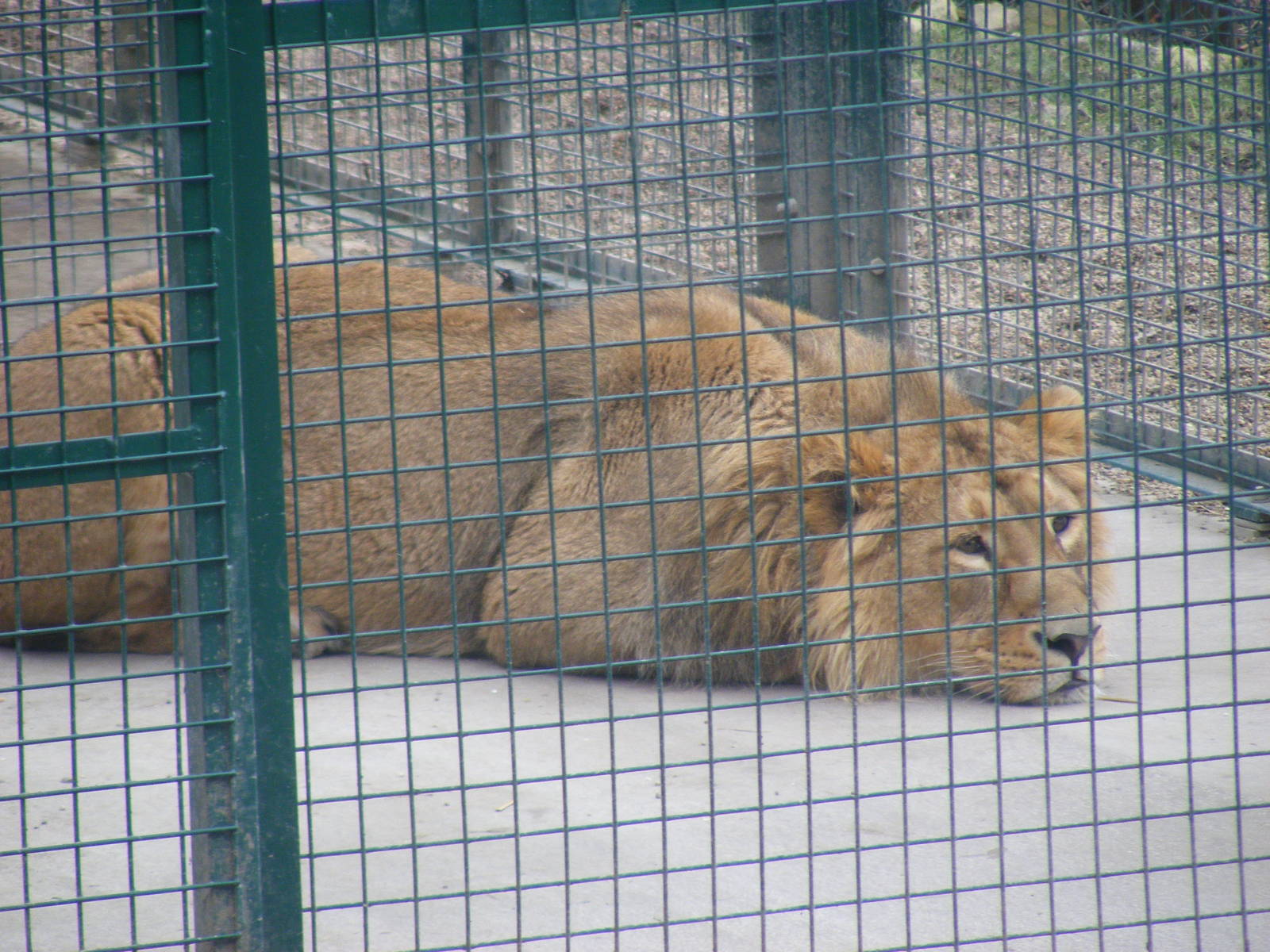 Itar the Asiatic lion at Dudley Zoo, 12 February 2010