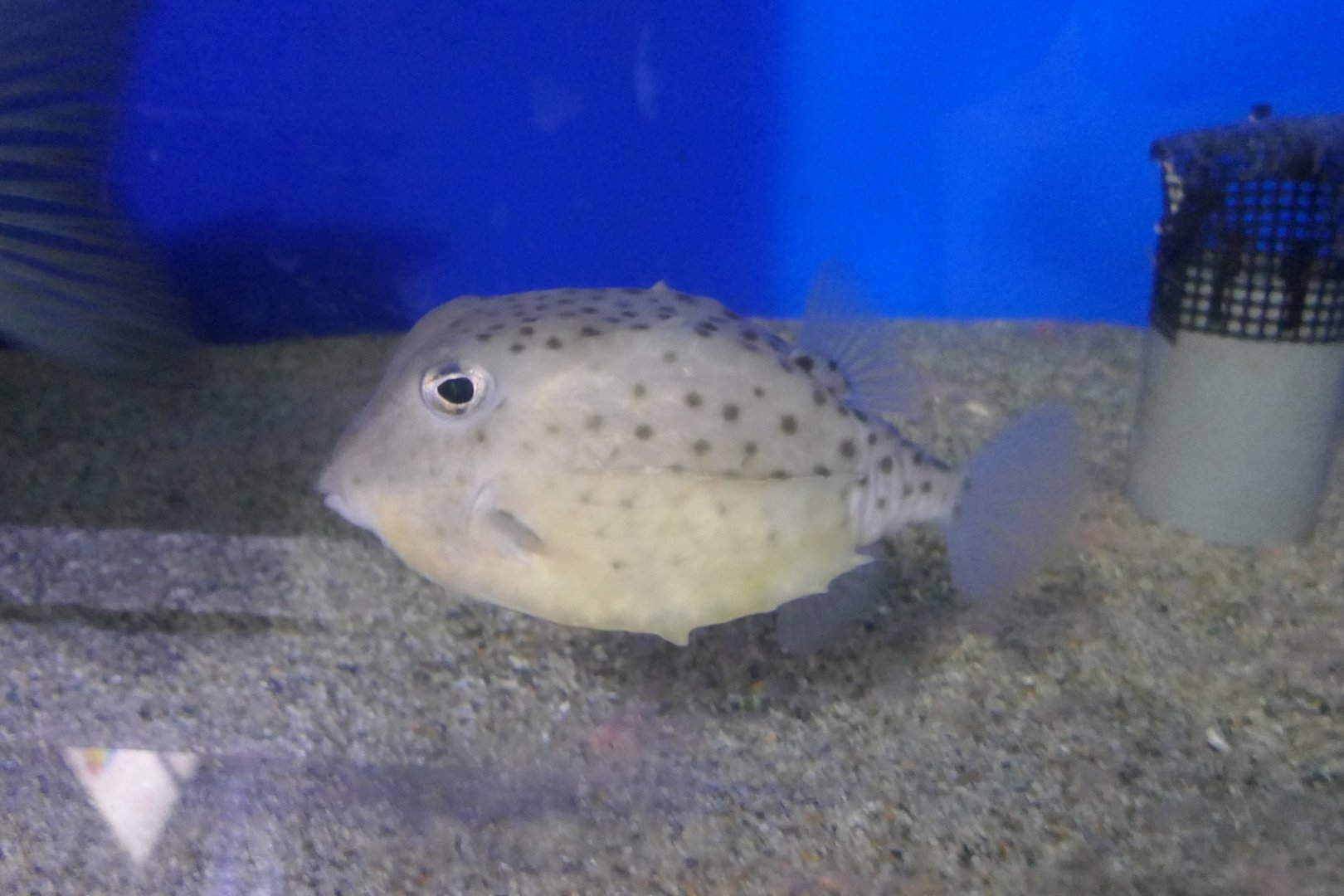 Itomaki Basketfish (Kentrocapros aculeatus) - Uozu Aquarium