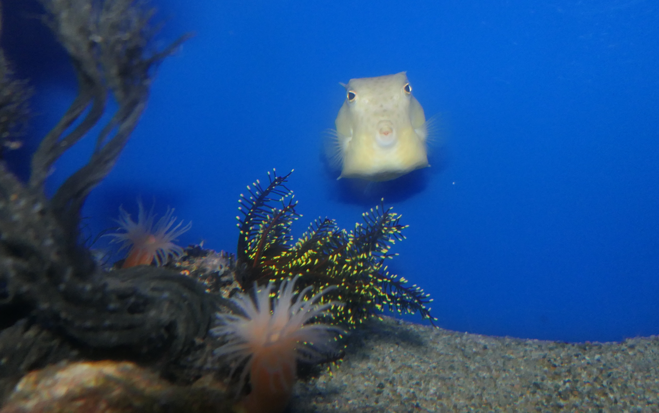 Itomaki Bastetfish (Kentrocapros aculeatus) and Nippon-umishida (Anneissia japonica) - Uozu Aquarium