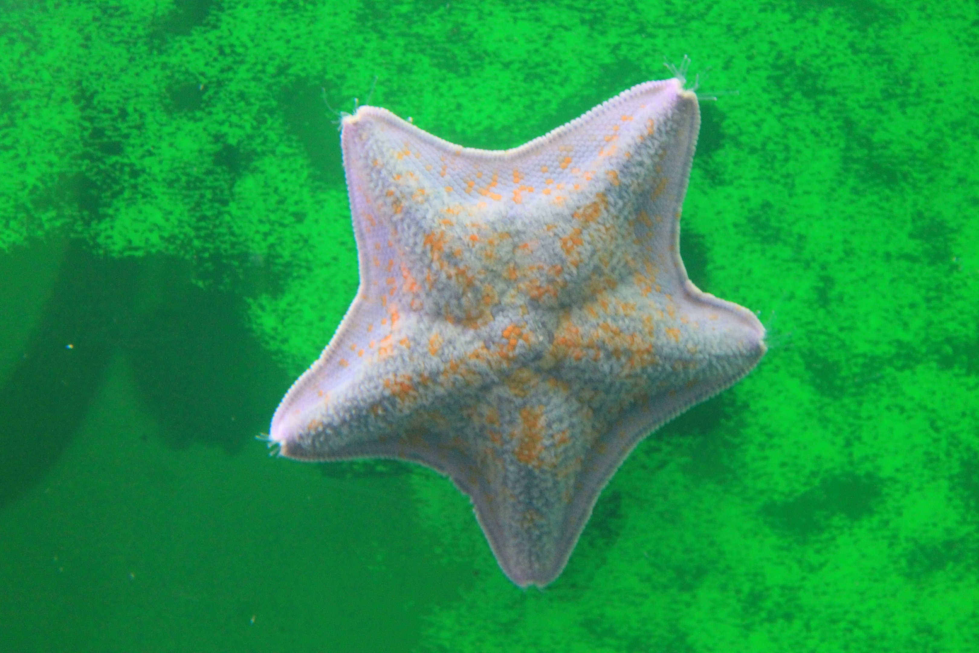 Itomaki Starfish (Asterina pectinifera), Wakkanai Aquarium