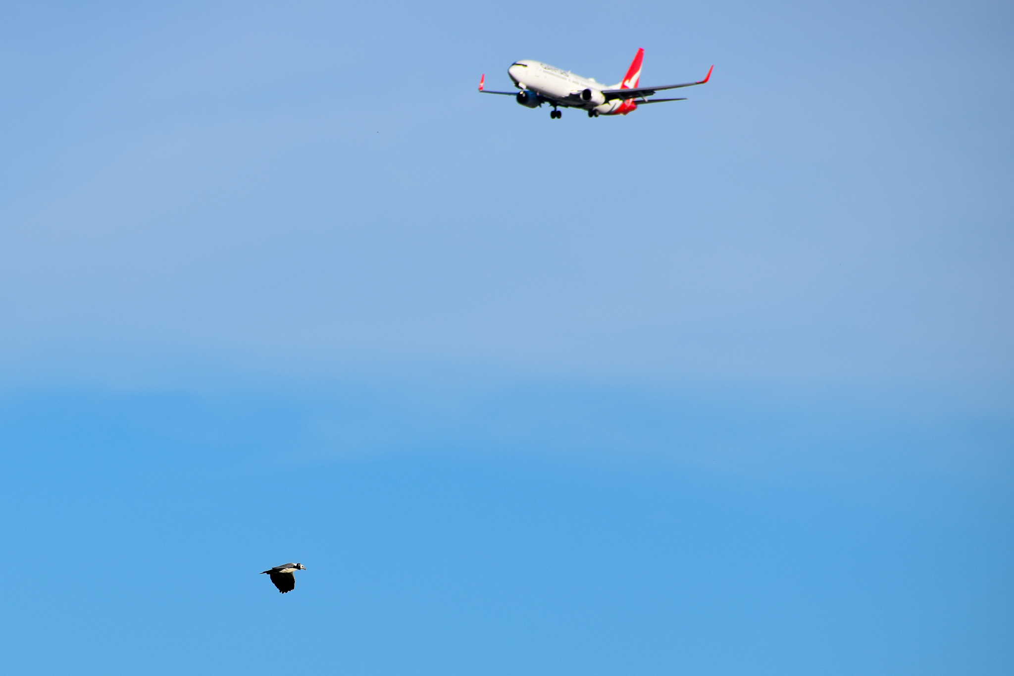 It's a Bird... It's a Plane...