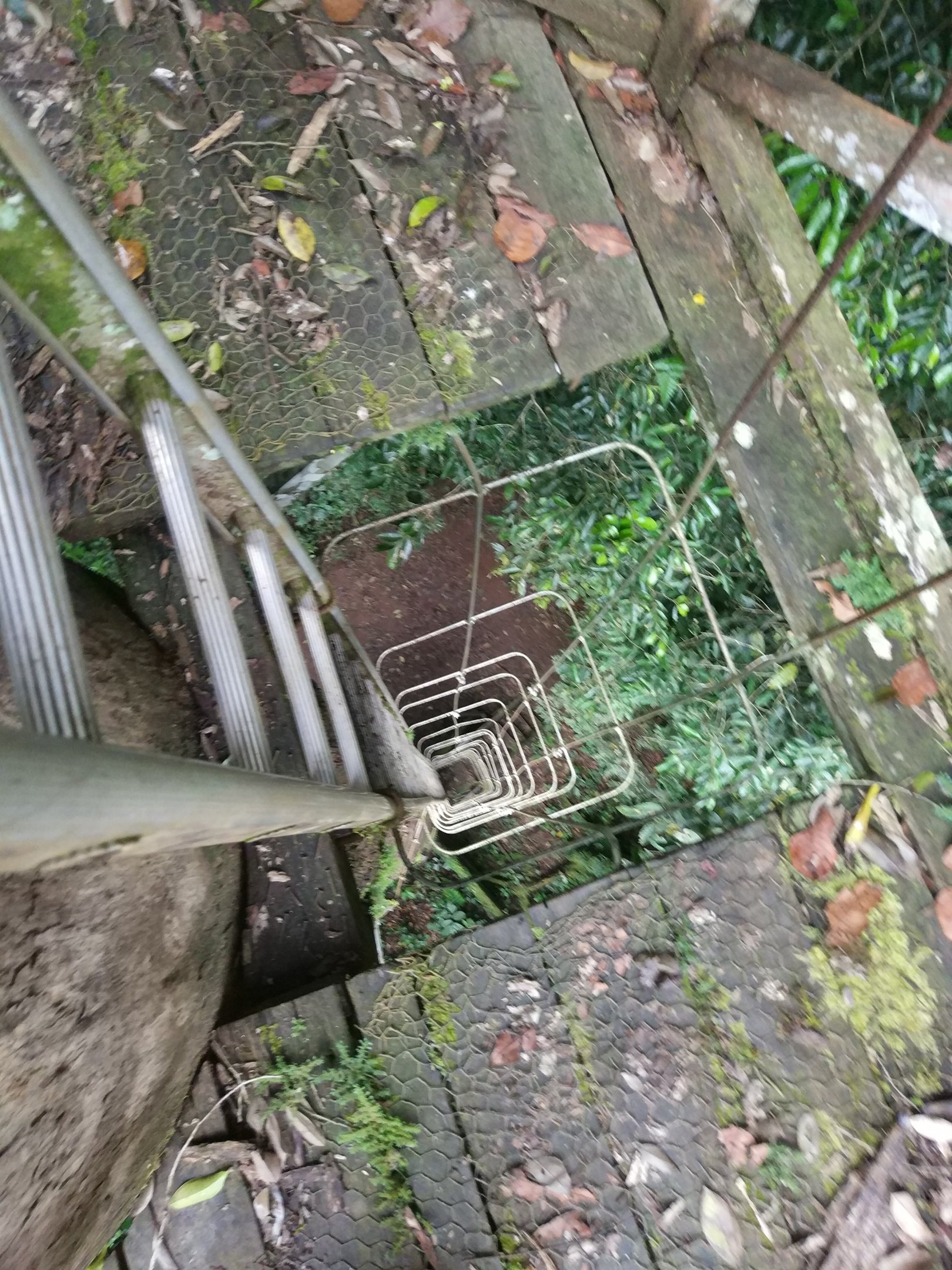 It's a long way down! - Observation tower, Danum Valley Field Centre