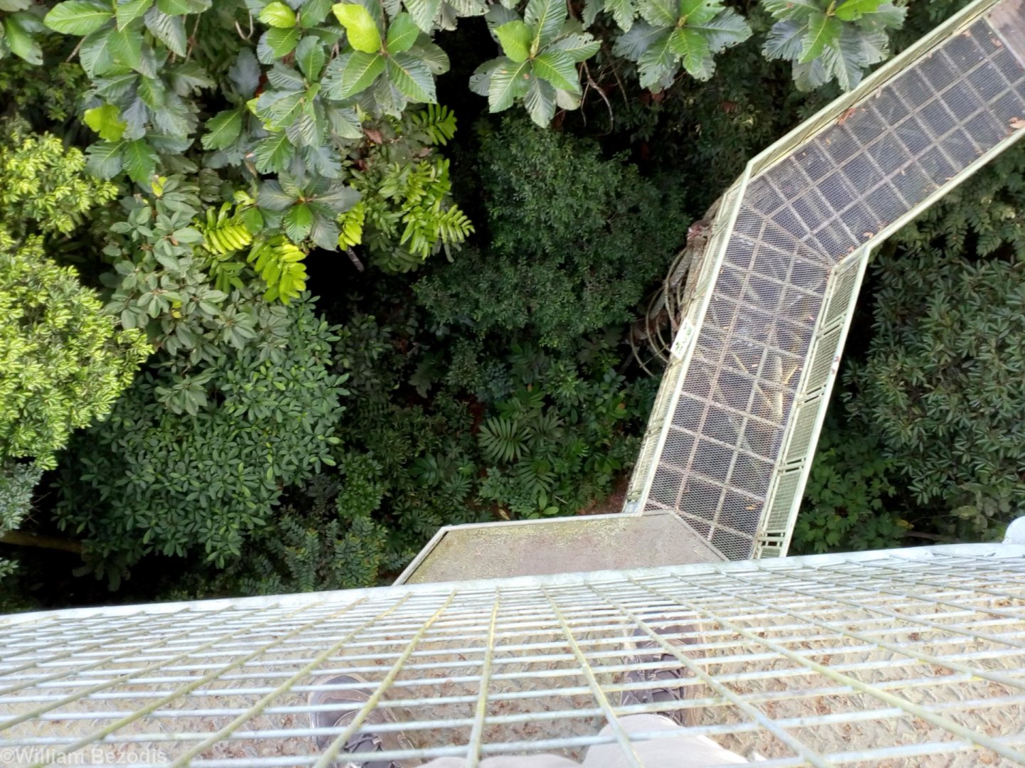 It's a Long Way Down! - Rainforest Discovery Centre Sepilok