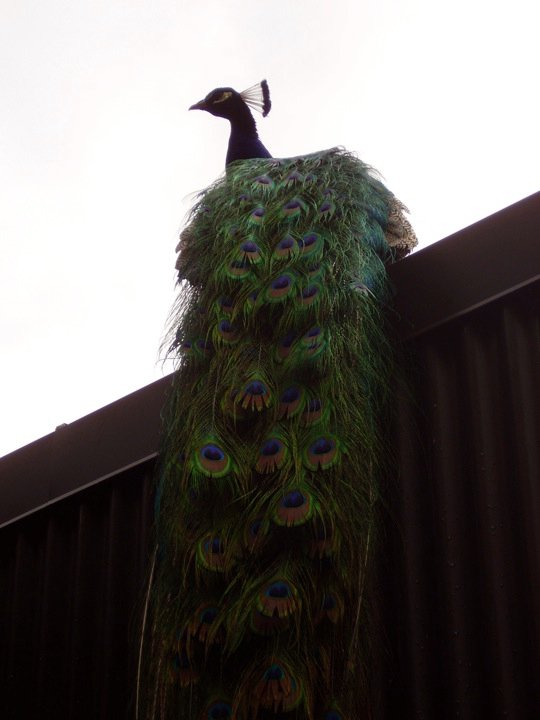 It's all about the train!