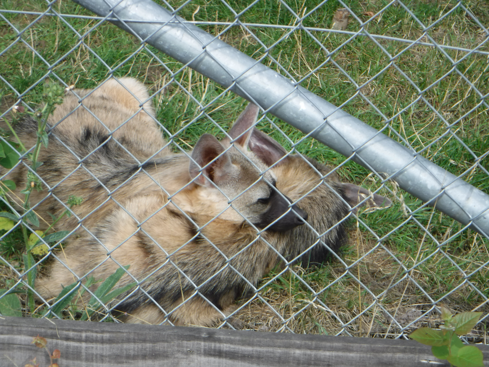 It's an Aardwolf's life - Hamerton 2018