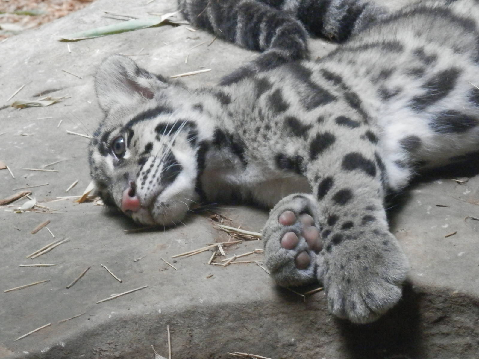 It's exhausting being a cub