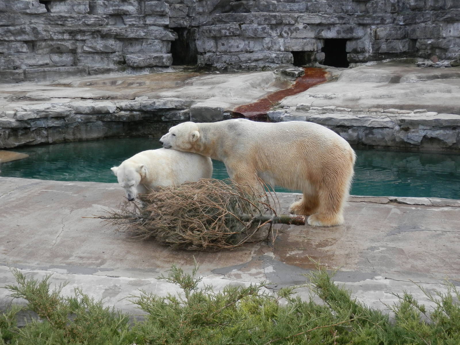 It's March! We need to take out the Christmas tree already!