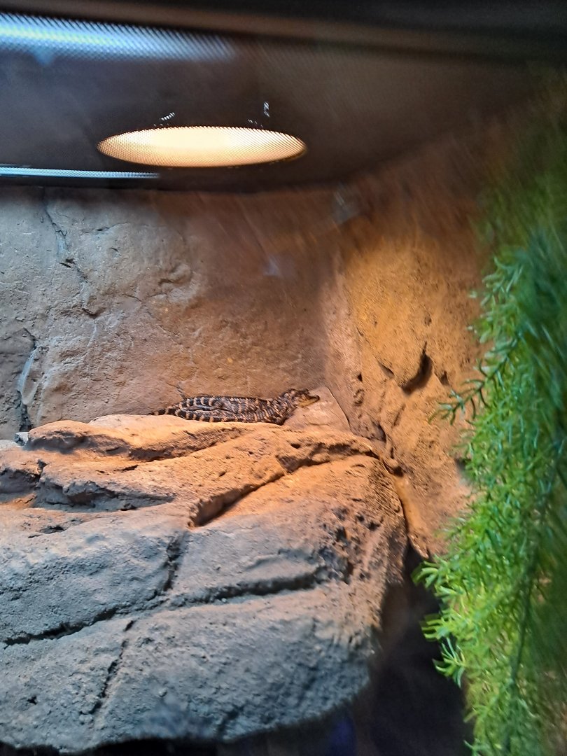 Itty Bitty Baby Gators (4/19/25)