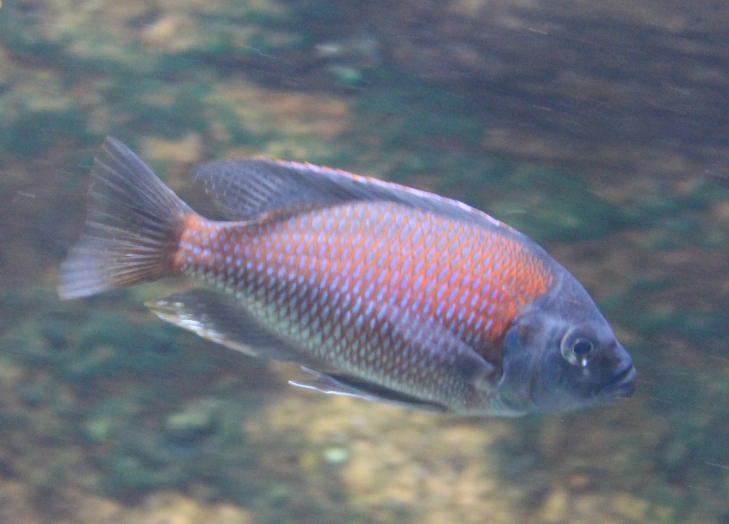 Itungi sand-sifter - Lethrinops Red Cap Itungi