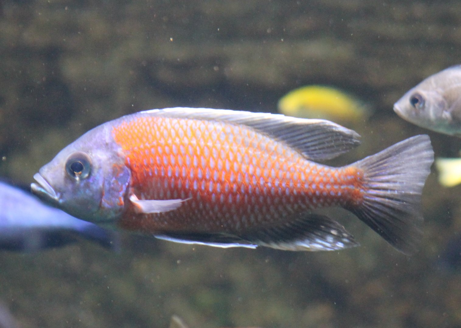 Itungi sandsifter - Lethrinops "Red Cap" Itungi