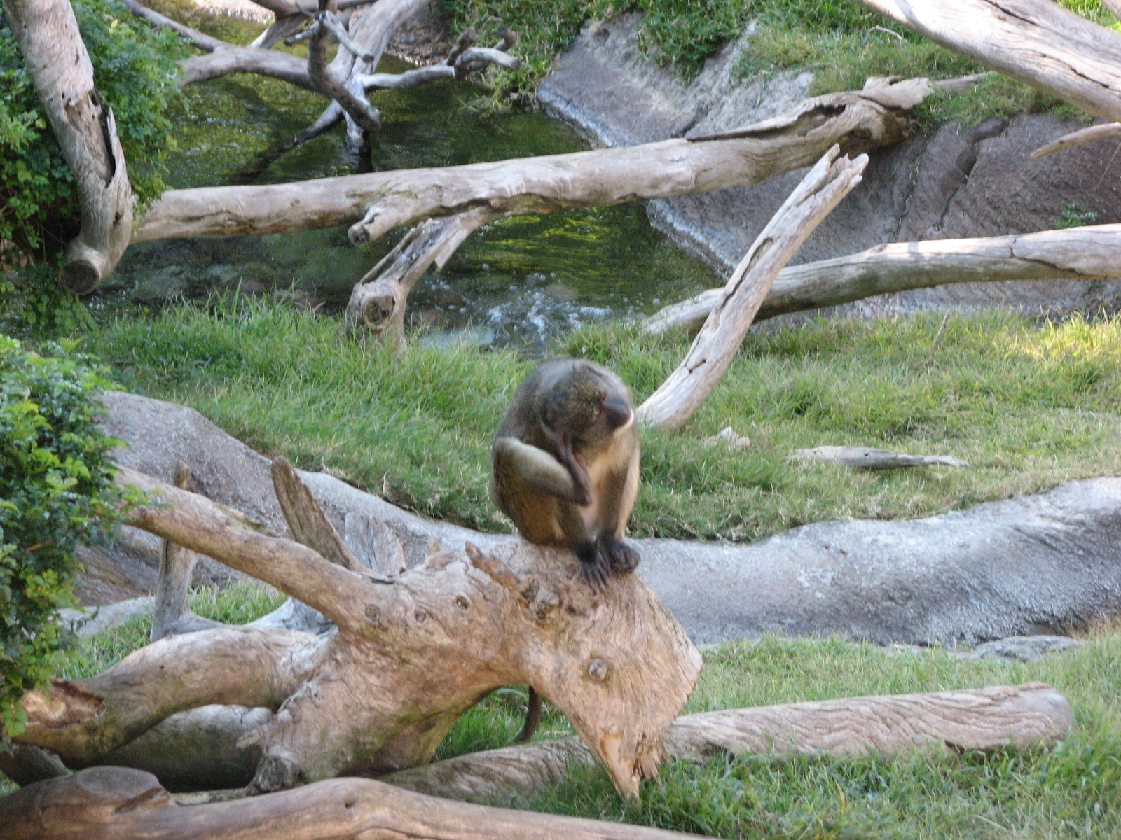 Ituri Forest - Allen's Swamp Monkey