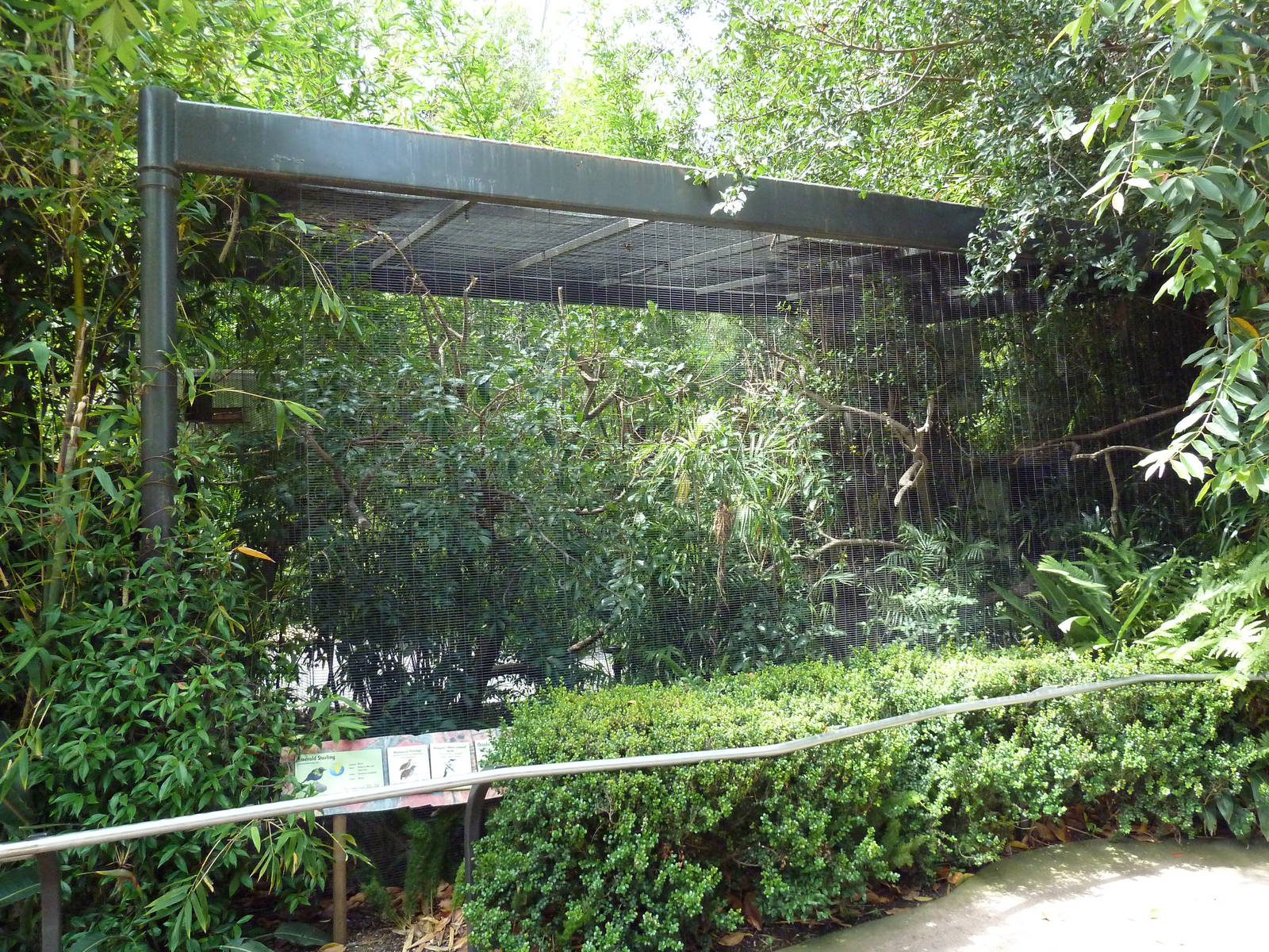 Ituri Forest Aviary (4 Species)