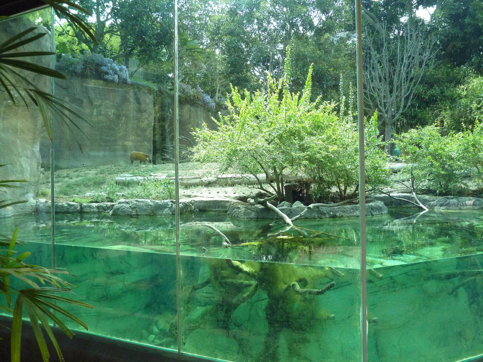 Ituri Forest Exhibit