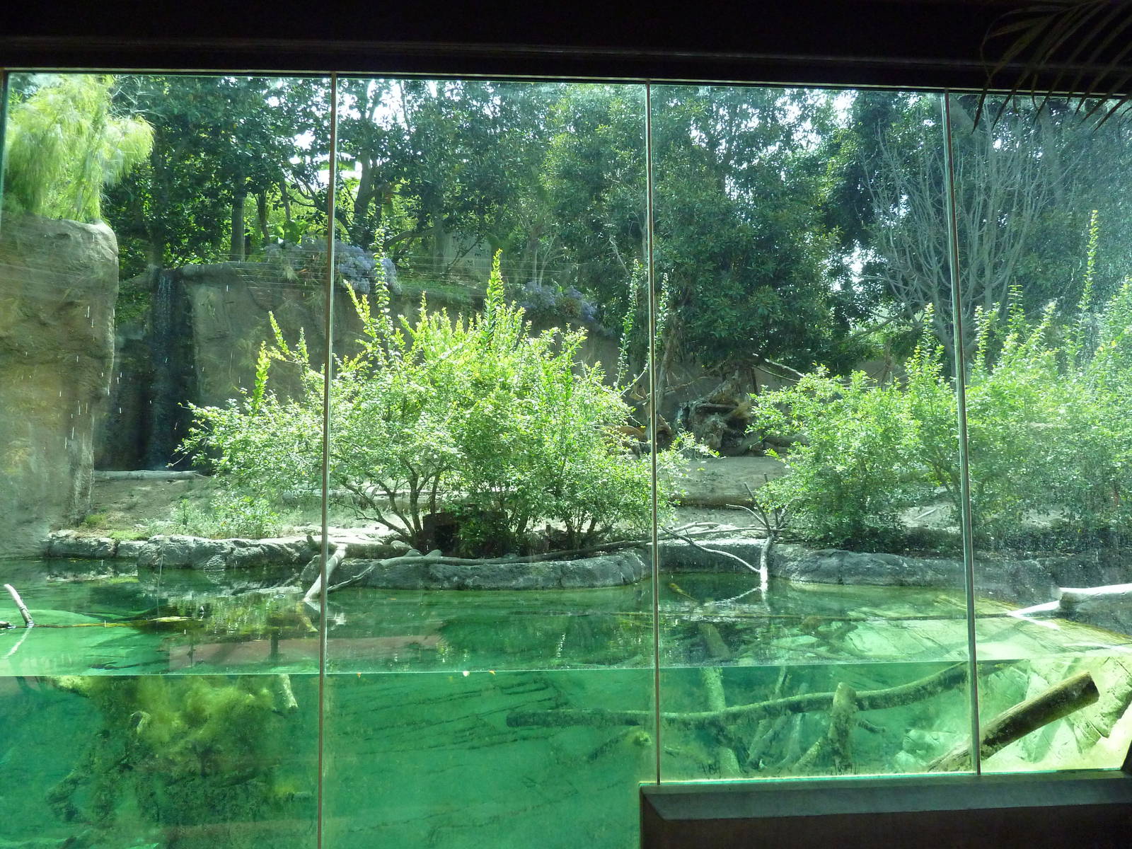 Ituri Forest Exhibit