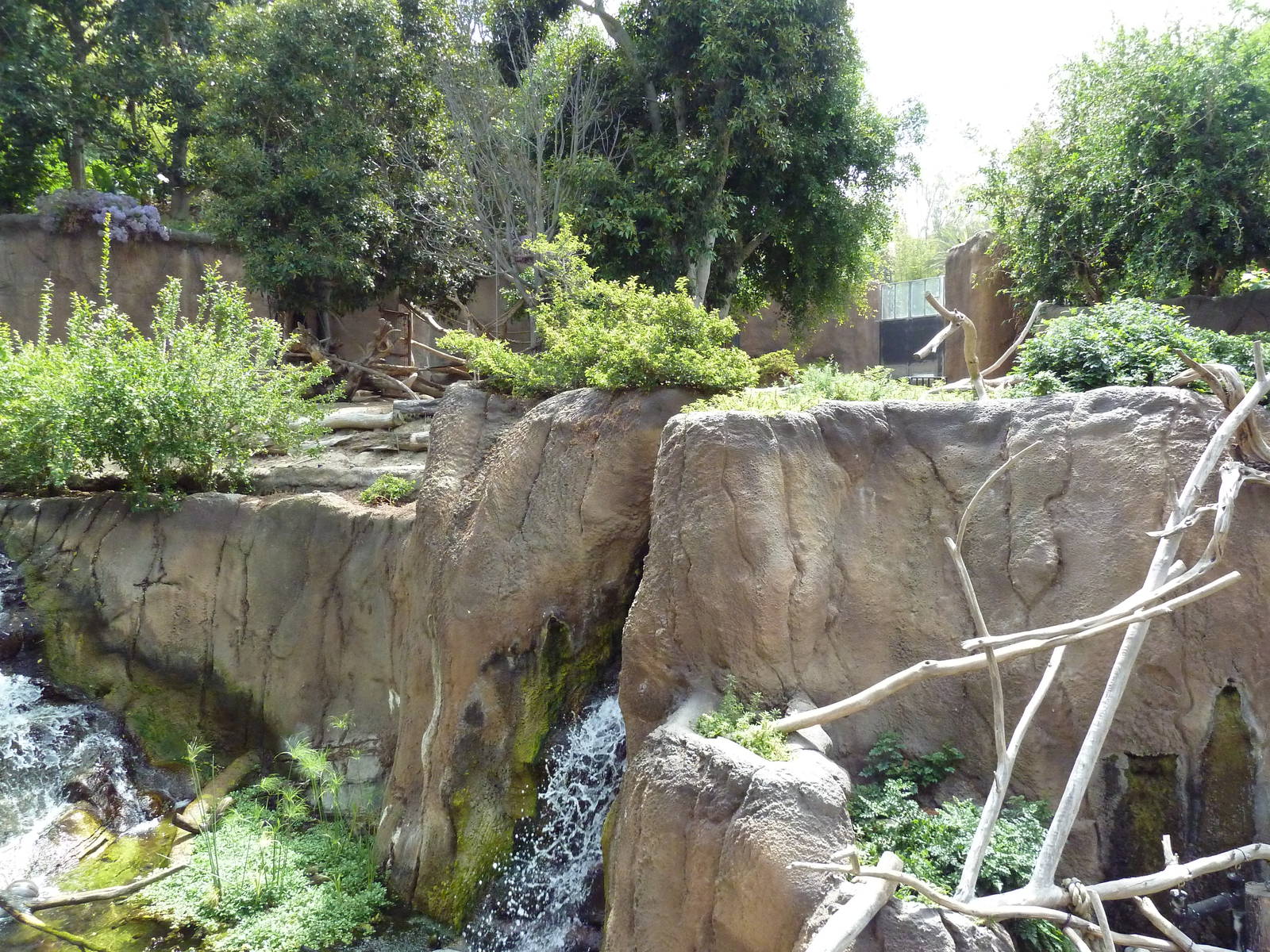 Ituri Forest Exhibit