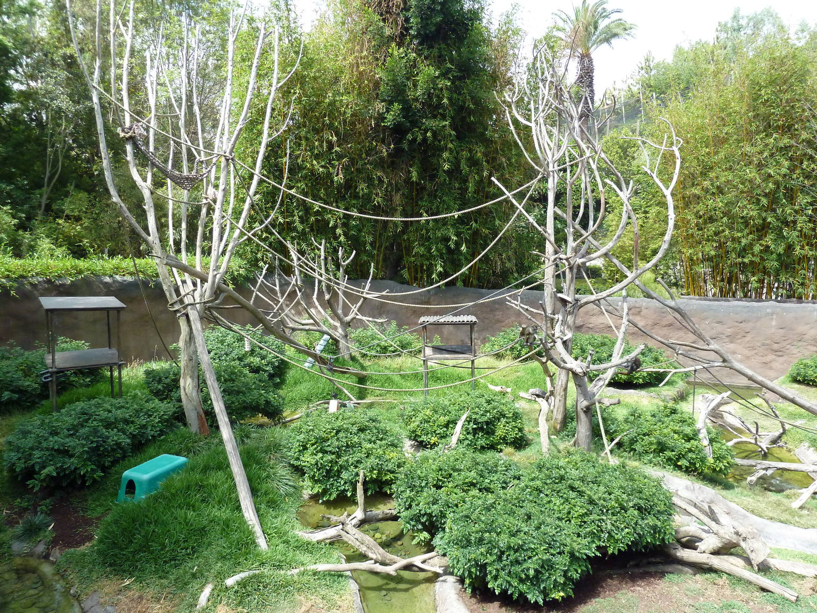 Ituri Forest Exhibit